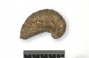 Bivalve Collection: Gryphaea incurva, oyster