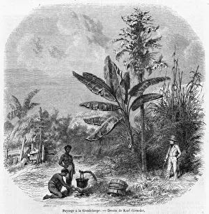 Tasty Prints: Guadeloupe Scene