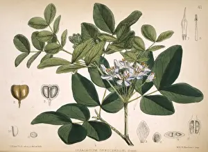 Caryophyllales Prints: Guaiacum officinale, lignum vitae