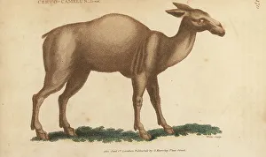 Guanaco, Lama glama subs. guanicoe
