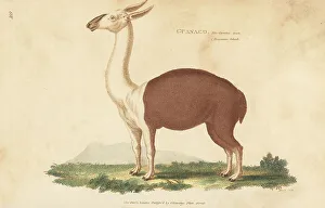 Kearsley Prints: Guanaco, Lama glama subsp. guanicoe