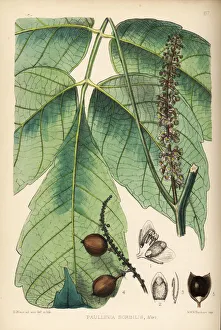 Medicinal Collection: Guarana, Paullinia cupana