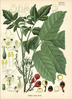 Guarana, Paullinia cupana