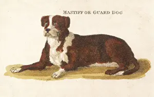 Guard Dog, Lying Dog