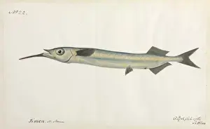 Robert Neill Prints: Guardfish illustration