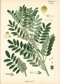 Adolph Prints: Guatemalan indigo, Indigofera suffruticosa