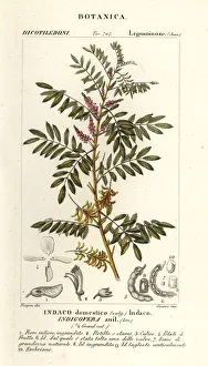 Guatemalan indigo, Indigofera suffruticosa