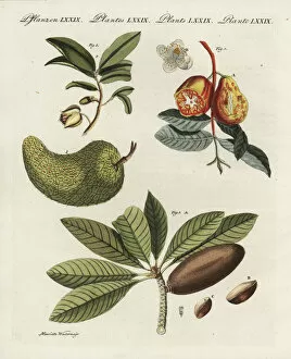 Bilderbuch Collection: Guava, Brazilian pawpaw, and sapodilla
