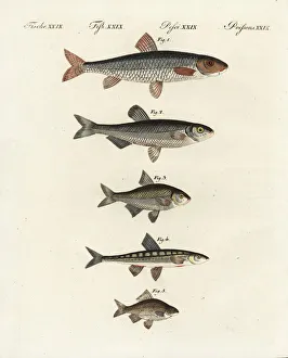 Gudgeon, bleak, spirlin, minnow and Prussian carp Gudgeon, bleak, spirlin, minnow and Prussian carp