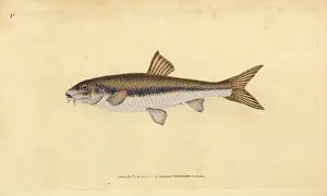 Donovan Prints: Gudgeon, Gobio gobio