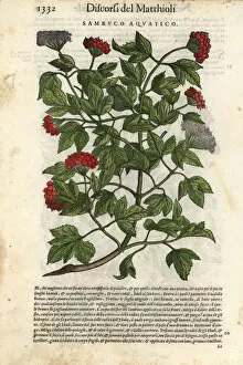 Guelder-rose, Viburnum opulus