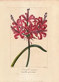 Botanicalillustration Prints: Guernsey lily, Nerine sarniensis, native to South Africa