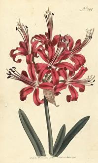 Stephen Couchman Prints: Guernsey lily, Nerine sarniensis