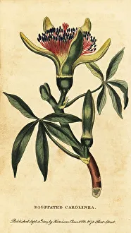 The Naturalists Pocket Magazine Prints: Guiana chestnut, Pachira aquatica