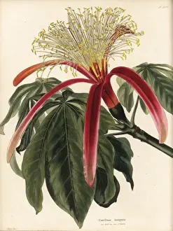 Chestnut Prints: Guiana chestnut, Pachira insignis