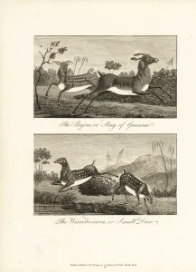 Guiana Prints: Guiana white-tailed deer and brown brocket