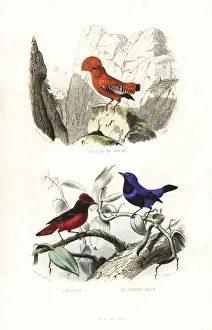 Edouardtravies Prints: Guianan cock-of-the-rock and banded cotinga