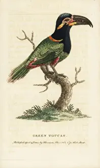 Georgeedwards Prints: Guianan or Goulds toucanet, Selenidera piperivora