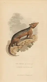 Griffith Prints: Guianan short-tailed opossum, Monodelphis brevicaudata