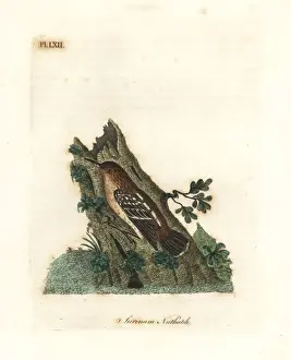 Surinamensis Prints: Guianan streaked-antwren, Myrmotherula surinamensis