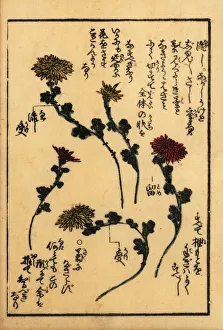 Guide to preparing flowers for Japanese flower arranging