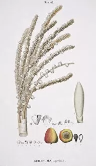 Amygdaleae Gallery: Guilielma speciosa C. Martius, peach palm