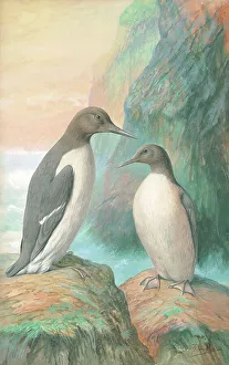 Guillemots