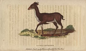 Moschus Collection: Guinea antelope, grimm or common duiker, Sylvicapra grimmia