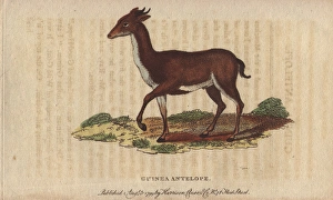 Moschus Collection: Guinea antelope, grimm or common duiker, Sylvicapra grimmia