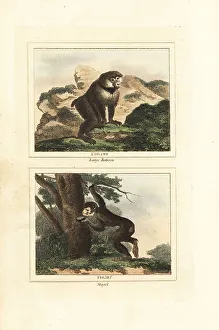 James Smith Barr Prints: Guinea baboon and endangered Barbary macaque