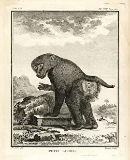Comte Collection: Guinea baboon, Papio papio
