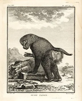 Leclerc Gallery: Guinea baboon, Papio papio