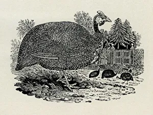 Images Dated 4th April 2019: Guinea fowl