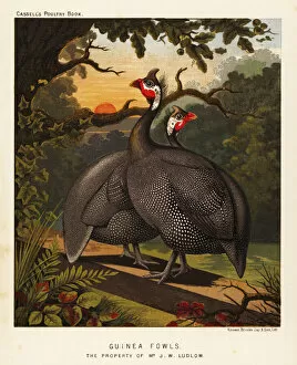 Watts Collection: Guinea fowls