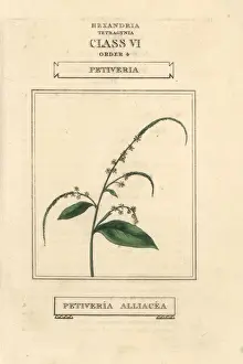 Guinea henweed, Petiveria alliacea