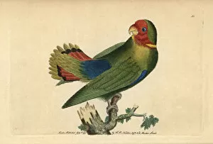 Sparrow Collection: Guinea parrakeet or red-headed lovebird, Agapornis pullarius