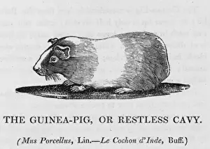 Guinea Pig (Bewick)