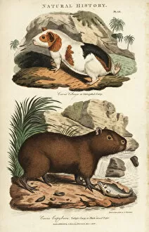 Encyclopedia Collection: Guinea pig, Cavia porcellus, and capybara