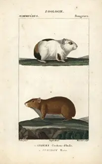 Guinea Prints: Guinea pig, Cavia porcellus, and rock cavy