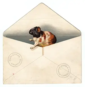 Guinea pig in an envelope on a Christmas card