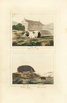 Guinea pig, hedgehog and shrew