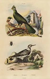 Eurasian Prints: Guinea turaco, Tauraco persa, and Eurasian