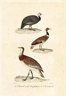 Guineafowl and bustards