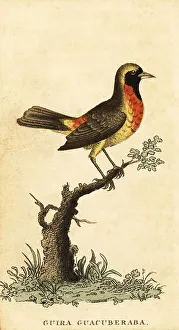 Guira tanager, Hemithraupis guira