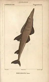 Guitarfish, shovelnose, Rhinobatos typus
