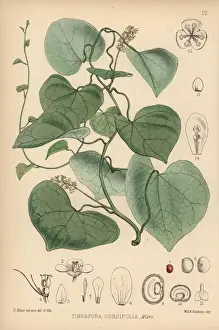 Sinensis Prints: Gulanchi, Tinospora sinensis
