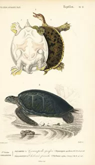 Gulf coast spiny softshell turtle and endangered