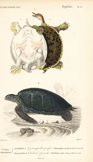 Oudet Gallery: Gulf coast spiny softshell turtle and endangered