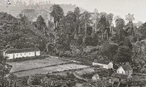 Allotment Collection: Gulf of Guinea. Coffee plantation on the island of Sao Tome