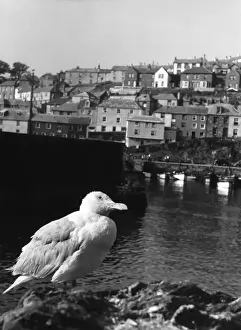 Gulls Prints: Gulls in Cornwall